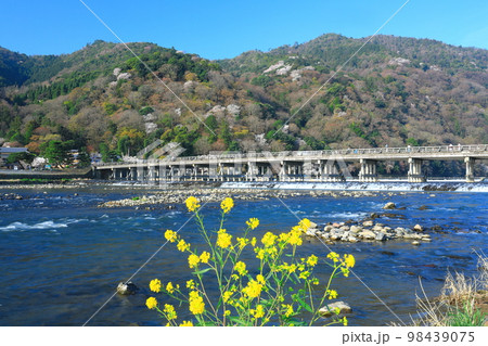 【京都府】満開の桜の嵐山渡月橋と菜の花 98439075