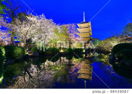 【京都府】東寺の満開夜桜(夜間特別拝観) 【京都府】東寺の満開夜桜(夜間特別拝観) 98439087