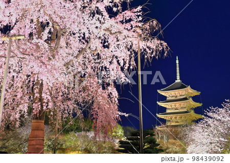 【京都府】ライトアップされた東寺と不二桜（夜間特別拝観） 98439092
