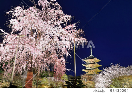 【京都府】ライトアップされた東寺と不二桜（夜間特別拝観） 98439094