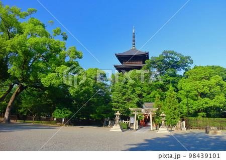 【京都府】新緑の東寺 五重塔 【京都府】新緑の東寺 五重塔 98439101