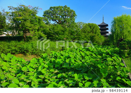 【京都府】新緑の東寺　五重塔 98439114