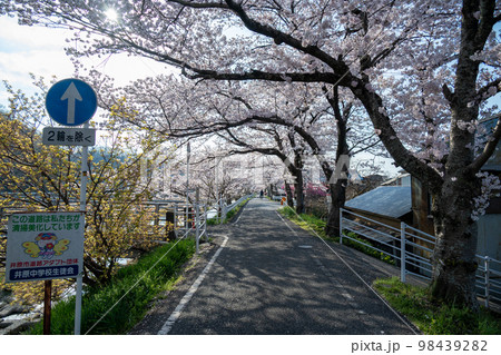 岡山県の桜の名所・井原堤　二キロ続く桜のトンネル桜橋付近 98439282