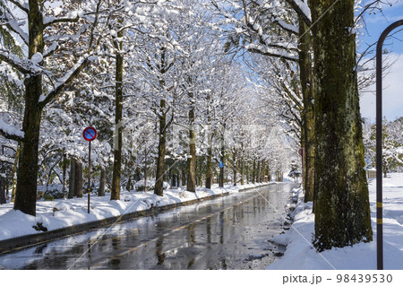 冬の晴れ間の金沢・雪化粧したアメリカ楓通り 98439530