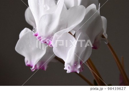 シクラメン フェデルフォリムの花 98439627