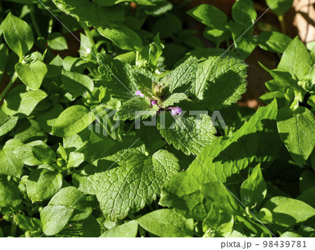 ヒメオドリコソウ 98439781