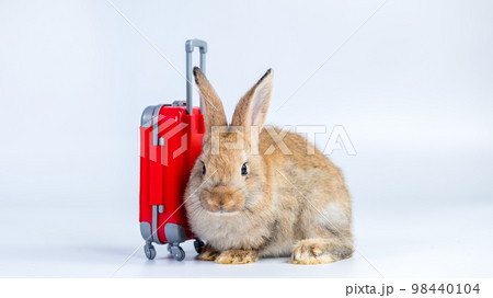 Adorable and cute new born rabbit. baby cute rabbit or new born adorable bunny. Easter Bunny. 98440104