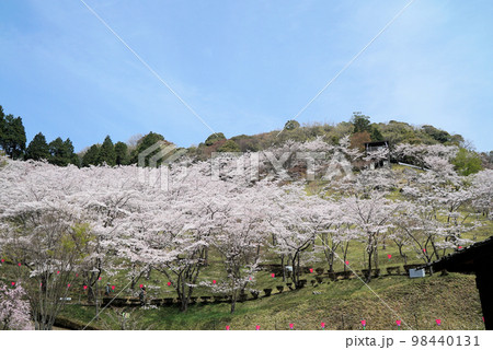 碧い空と桜の木々_蘭丸ふる里の森 碧い空と桜の木々_蘭丸ふる里の森 98440131