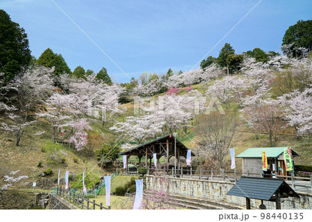 碧い空と桜の木々_蘭丸ふる里の森 碧い空と桜の木々_蘭丸ふる里の森 98440135