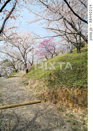 碧い空と桜の木々_蘭丸ふる里の森 碧い空と桜の木々_蘭丸ふる里の森 98440214