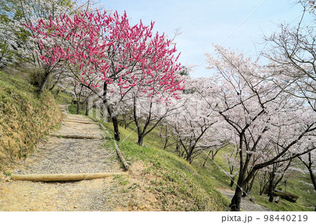 碧い空と桜の木々_蘭丸ふる里の森 碧い空と桜の木々_蘭丸ふる里の森 98440219