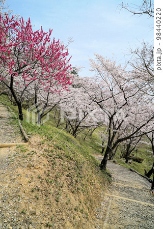 碧い空と桜の木々_蘭丸ふる里の森 碧い空と桜の木々_蘭丸ふる里の森 98440220