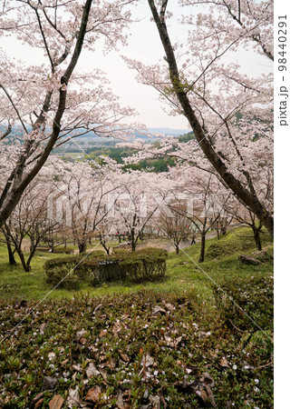 碧い空と桜の木々_蘭丸ふる里の森 碧い空と桜の木々_蘭丸ふる里の森 98440291