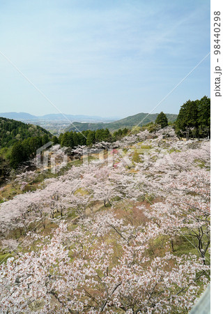 碧い空と桜の木々_蘭丸ふる里の森 98440298