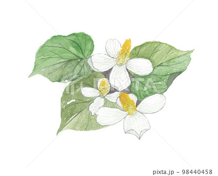 どくだみ 十薬 じゅうやく どくだみ 十薬 じゅうやく 98440458