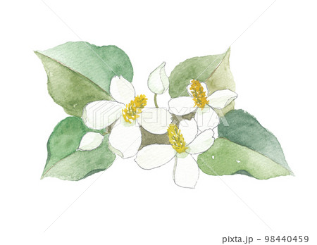 どくだみ 十薬 じゅうやく どくだみ 十薬 じゅうやく 98440459