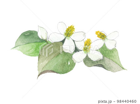 どくだみ　十薬　じゅうやく 98440460