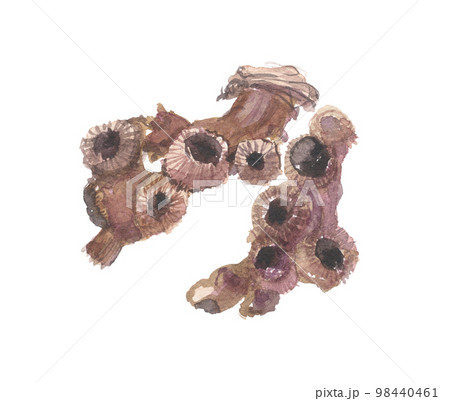 ショウマ　升麻 98440461