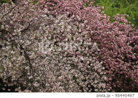 八重桜　一葉　関山　春風景 98440467
