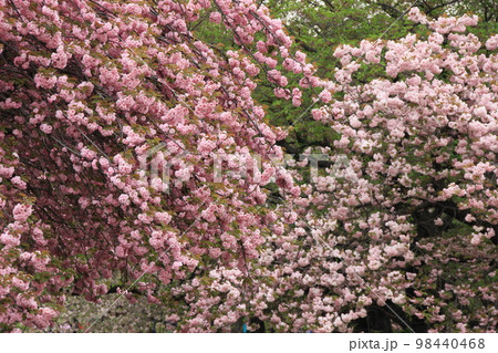 八重桜 一葉 関山 春風景 八重桜 一葉 関山 春風景 98440468