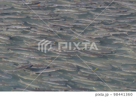 【黒川】堀川を遡上するボラの群れ 【黒川】堀川を遡上するボラの群れ 98441360