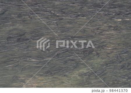 【黒川】堀川を遡上するボラの群れ 98441370