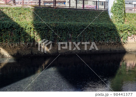 【黒川】堀川を遡上するボラの群れ 98441377