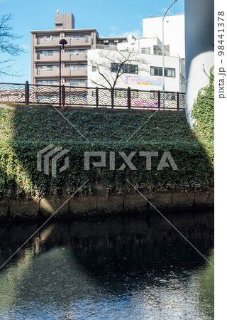 【黒川】堀川を遡上するボラの群れ 98441378