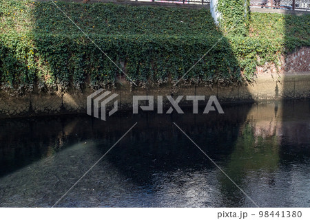 【黒川】堀川を遡上するボラの群れ 98441380