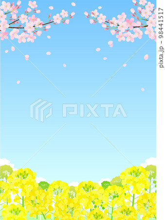 桜と菜の花 サクラ 青空 98441517