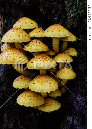 Bunch of pholiota fungi 98442153