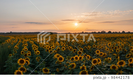 Sunflower field in summertime sunset light 98442178