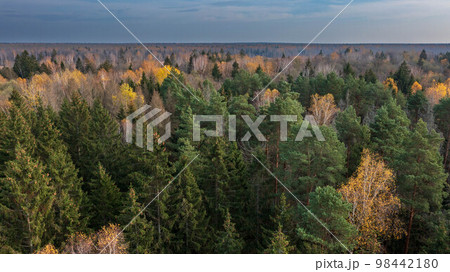 Polish part of Bialowieza Forest to south from Hajnowka Polish part of Bialowieza Forest to south from Hajnowka 98442180