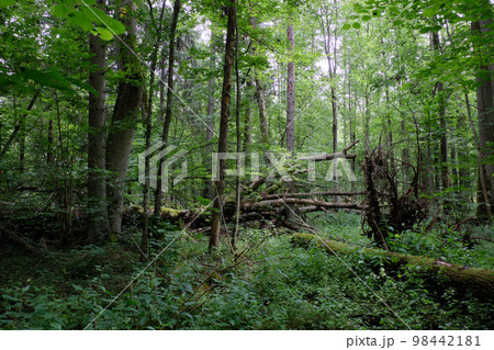 Alder tree deciduous stand in summer Alder tree deciduous stand in summer 98442181