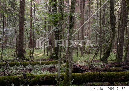 Morning in deciduous forest with old trees Morning in deciduous forest with old trees 98442182