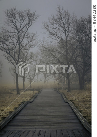 霧と橋と木々 98442280