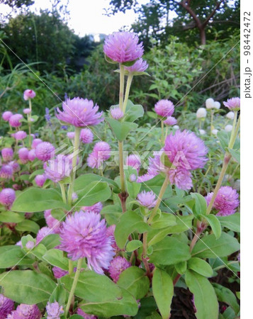 センニチコウ（千日紅） 98442472