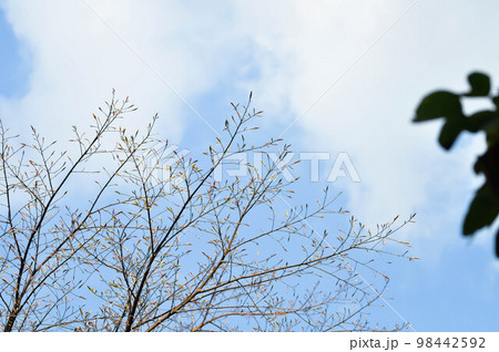 branch or tree and blue sky branch or tree and blue sky 98442592