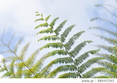 Golden Moss or Chain Fern ,Cibotium barometz or Nephrolepis cordifolia and sky Golden Moss or Chain Fern ,Cibotium barometz or Nephrolepis cordifolia and sky 98442593