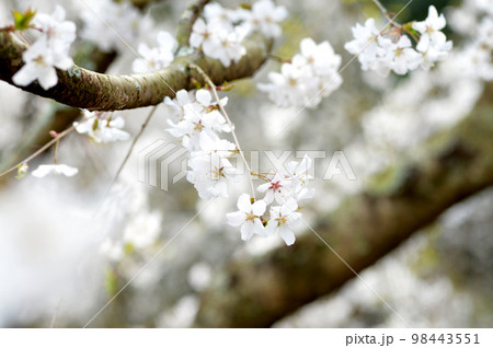 愛知県岡崎市 奥山田のしだれ桜 愛知県岡崎市 奥山田のしだれ桜 98443551