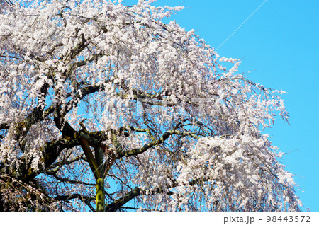 愛知県岡崎市 奥山田のしだれ桜 愛知県岡崎市 奥山田のしだれ桜 98443572