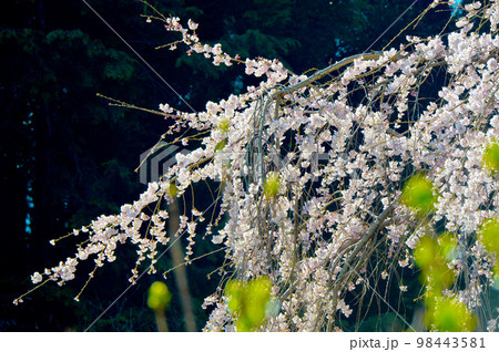 愛知県岡崎市 奥山田のしだれ桜 愛知県岡崎市 奥山田のしだれ桜 98443581