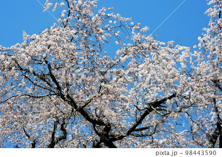 愛知県岡崎市　奥山田のしだれ桜 98443590