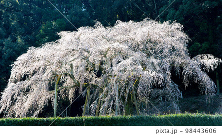 愛知県岡崎市 奥山田のしだれ桜 愛知県岡崎市 奥山田のしだれ桜 98443606