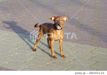 A puppy on the street on a walk around the city. A puppy on the street on a walk around the city. 98444110