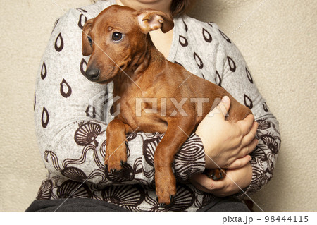The puppy is sitting in the arms of a woman. Portrait of a puppy in the hands The puppy is sitting in the arms of a woman. Portrait of a puppy in the hands 98444115