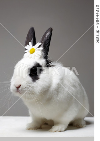 white rabbit with flower on head. Funny fluffy rabbit 98444330