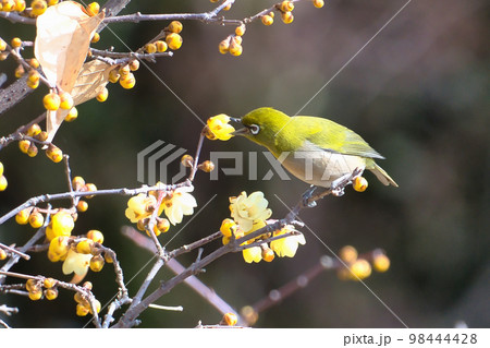 早春のろうばいの木にとまった小さくて可愛いメジロ 98444428