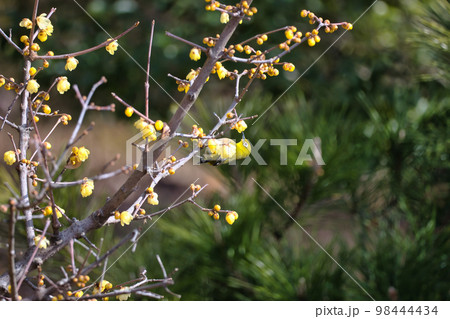 早春のろうばいの木にとまった小さくて可愛いメジロ 98444434