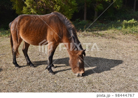 都井岬の御崎馬 宮崎 都井岬の御崎馬 宮崎 98444767